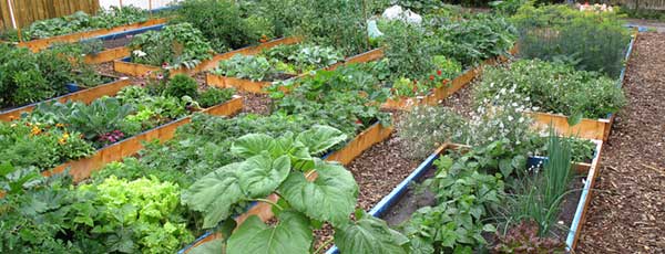 Currie Booster Garden