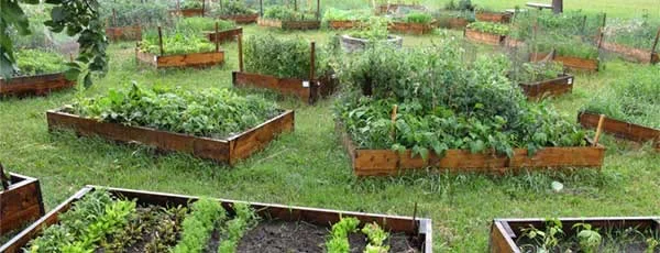 Alternative High Garden Alternative High Garden